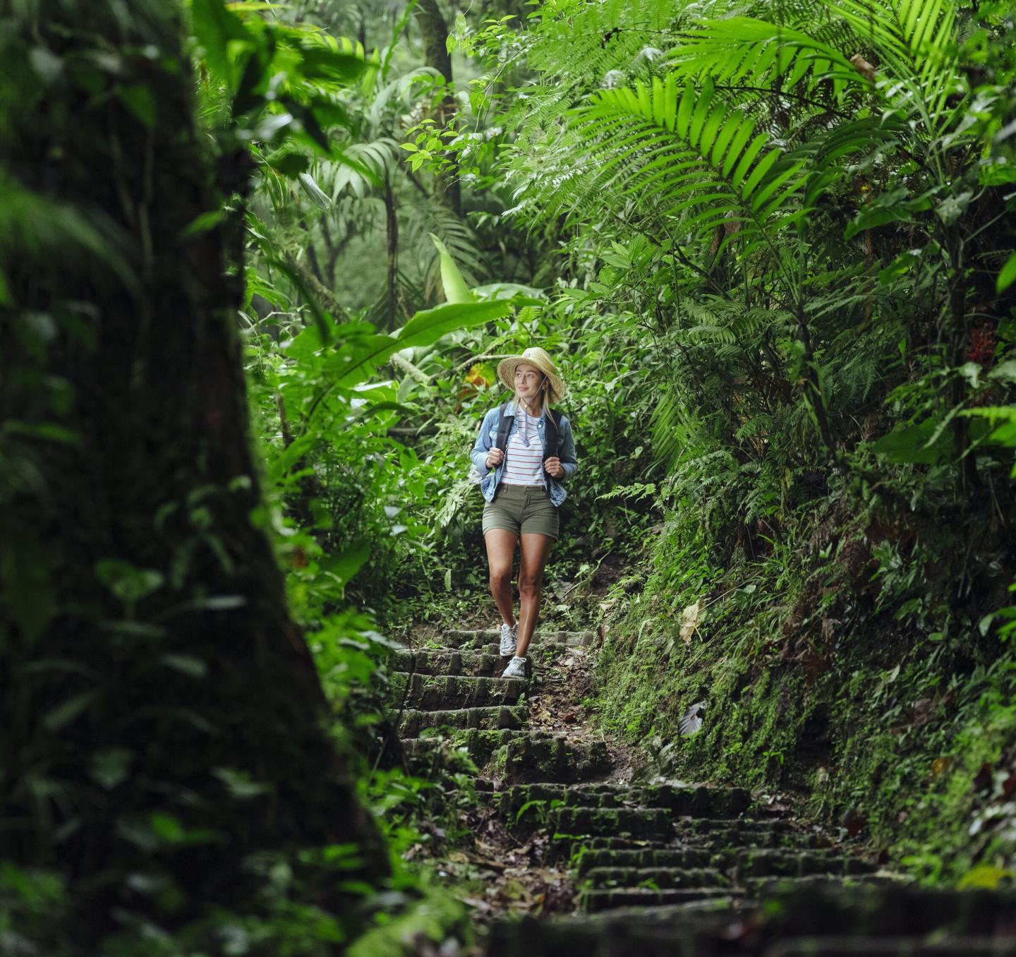Explorer zen type - birdwatching and cloud forest hikes in Costa Rica