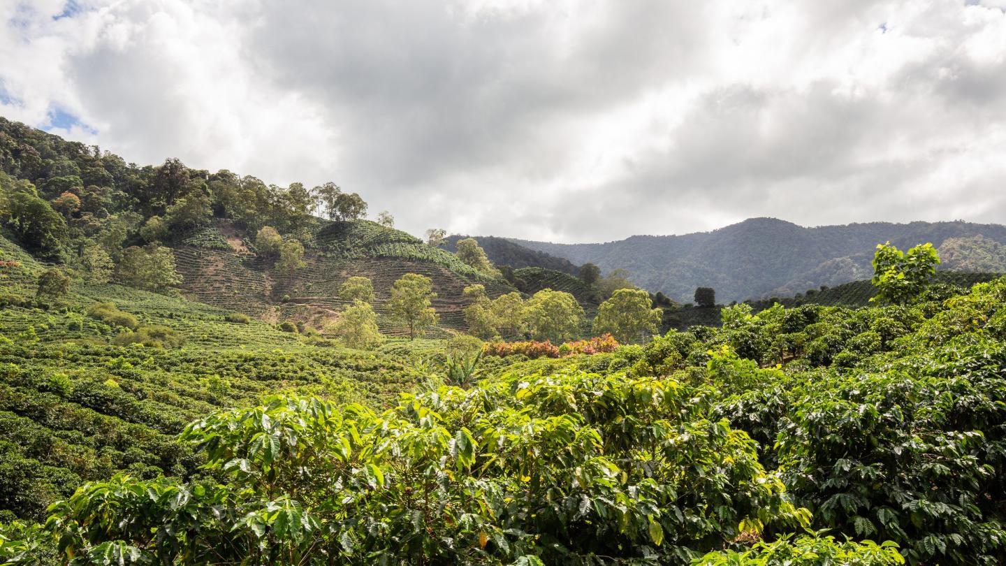 Coffee plantations in Costa Rica's Central Valley