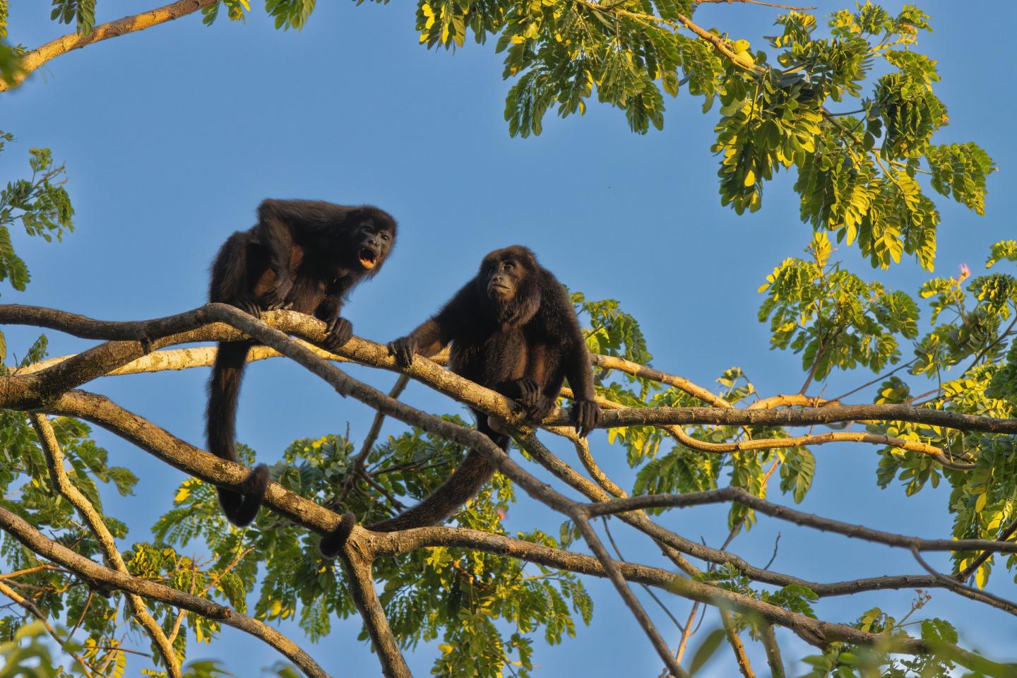 Pair of howler monkeys in a tree at Corcovado National Park