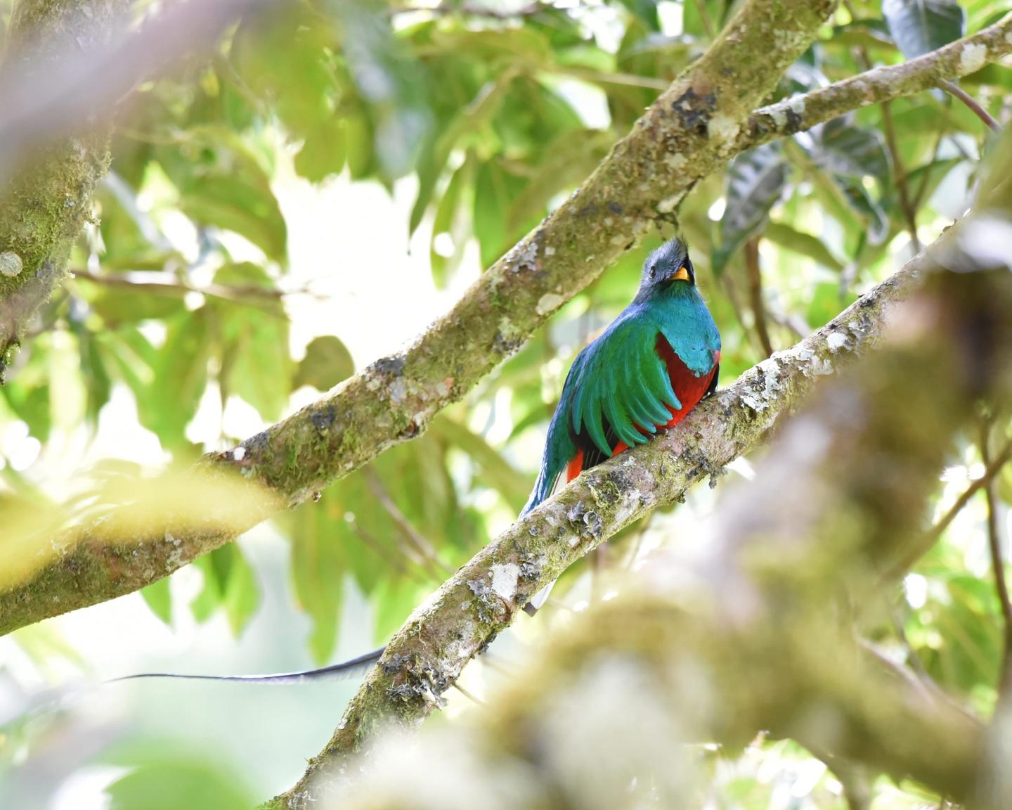 Resplendent quetzal in a Costa Rican cloud forest