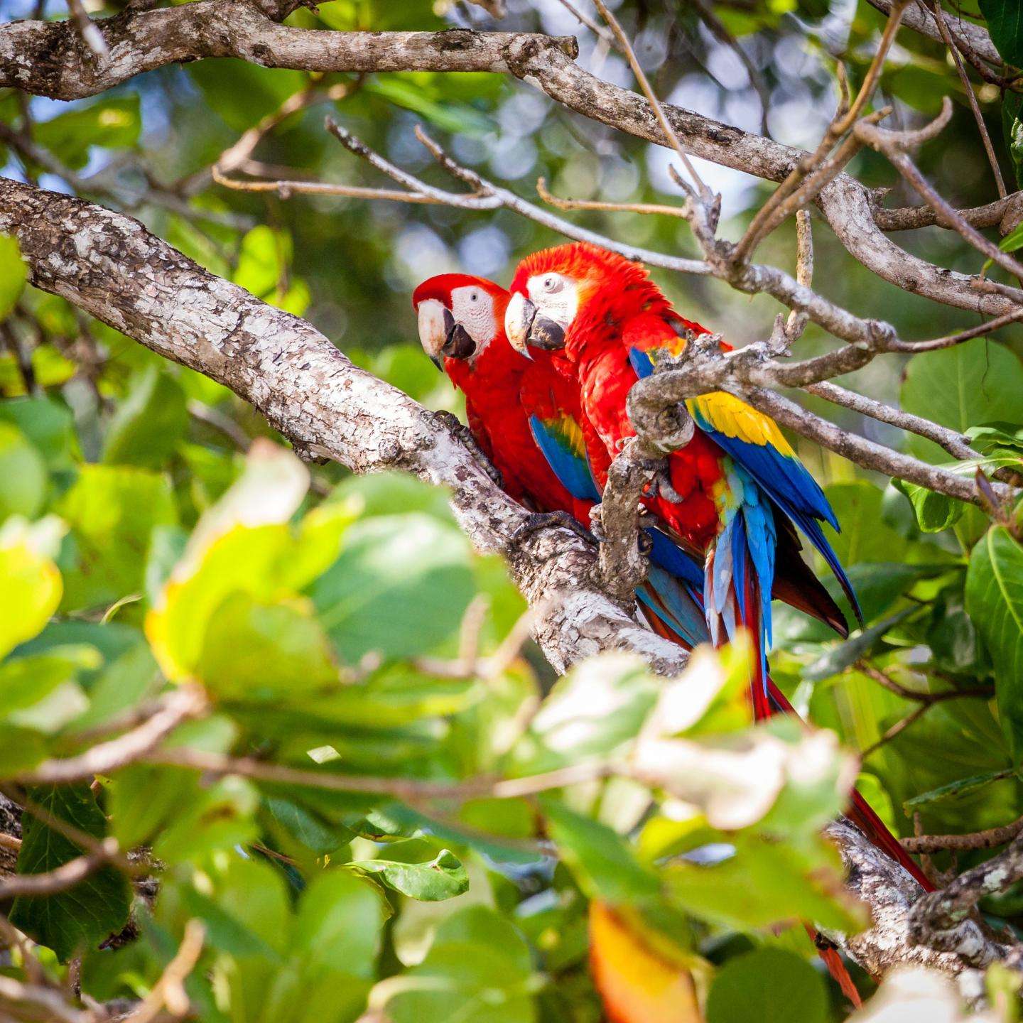 Scarlet macaws in Costa Rica